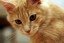 bloIMG_4178 bloIMG_4178